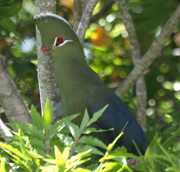 Knysna Turaco (Tauraco corythaix) ©WikiC