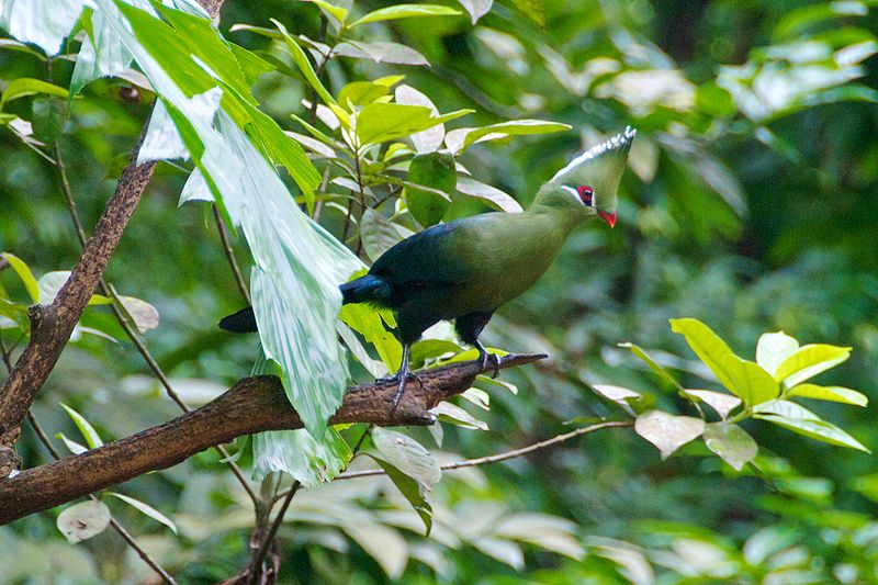 Livingstone's Turaco (Tauraco livingstonii) ©WikiC