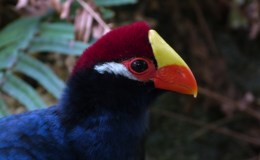 Tampa’s Lowry Park Zoo’s Parrots&nbsp;Plus