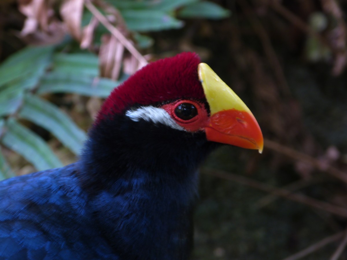 Violet Turaco (Musophaga violacea) Brevard Zoo by Lee