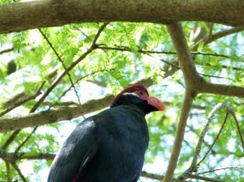 Violet Turaco (Musophaga violacea) by Lee at LPZ