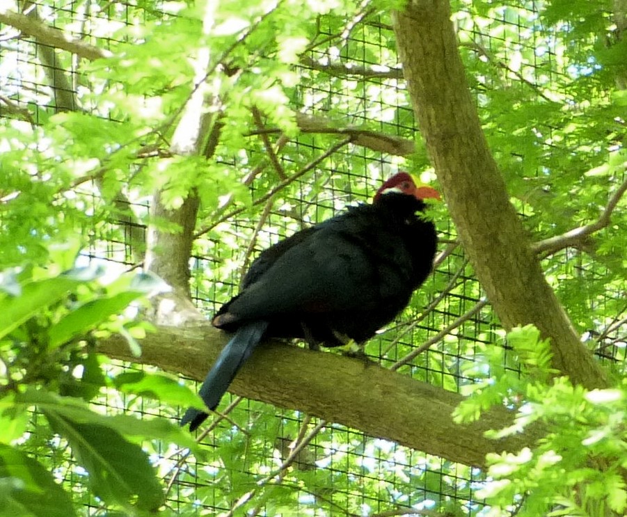 Violet Turaco (Musophaga violacea) by Lee at LPZ