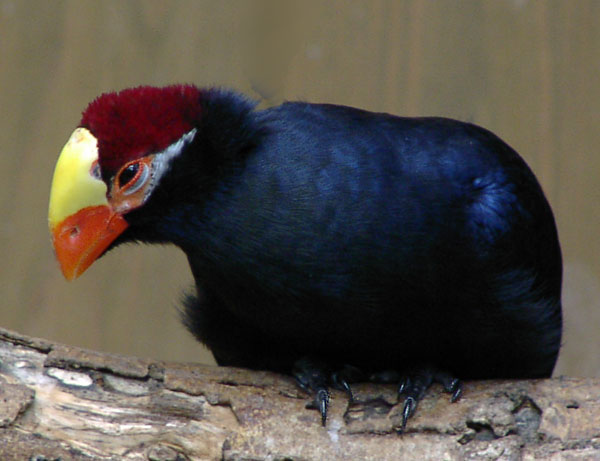 Violet Turaco (Musophaga violacea) ©WikiC