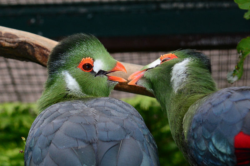 White-cheeked Turaco (Tauraco leucotis) ©WikiC