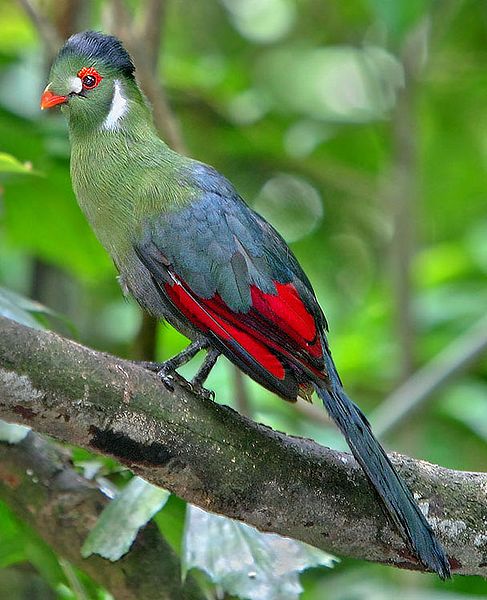 White-cheeked Turaco (Tauraco leucotis) ©WikiC