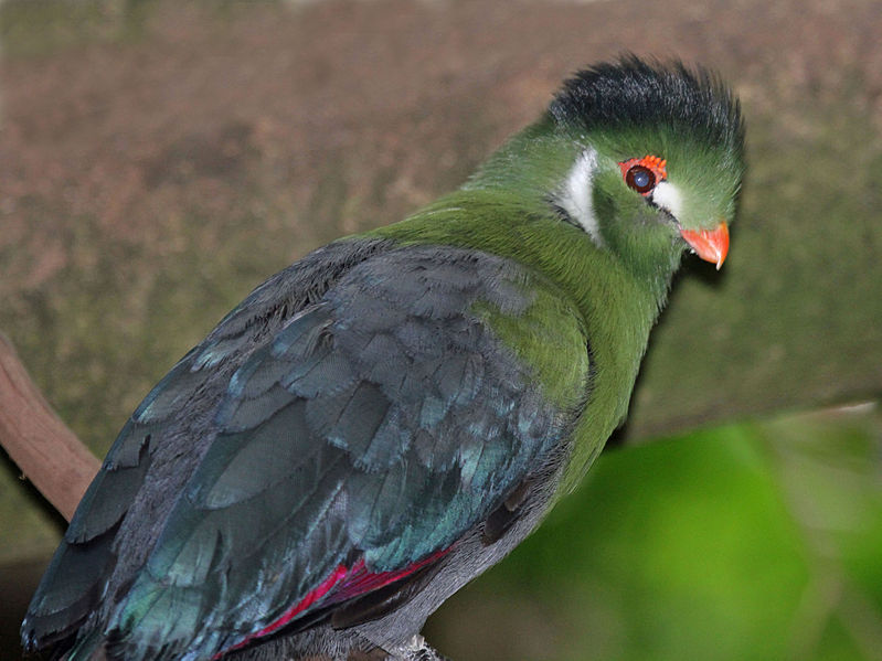 White-cheeked Turaco (Tauraco leucotis) ©WikiC
