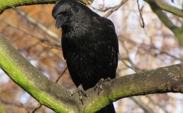 Birds of the Bible – Gifts From&nbsp;Birds