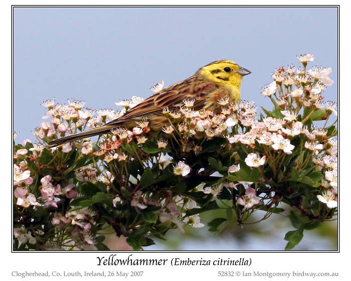 Yellowhammer (Emberiza citrinella) by Ian 1