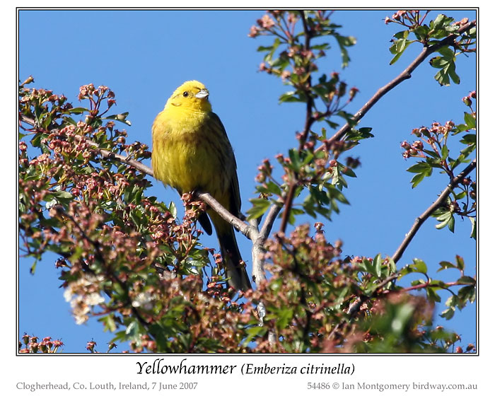 Yellowhammer (Emberiza citrinella) by Ian 2
