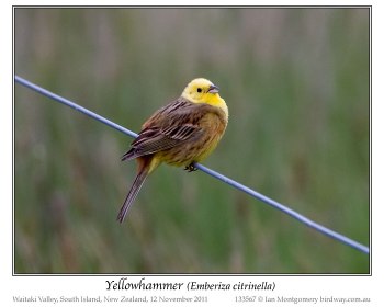 Yellowhammer (Emberiza citrinella) by Ian 3
