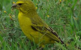 Quotes from C. S.&nbsp;Lewis