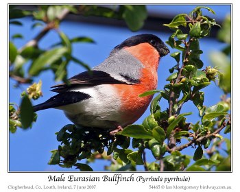 Eurasian Bullfinch (Pyrrhula pyrrhula) by Ian