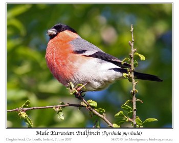 Eurasian Bullfinch (Pyrrhula pyrrhula) by Ian