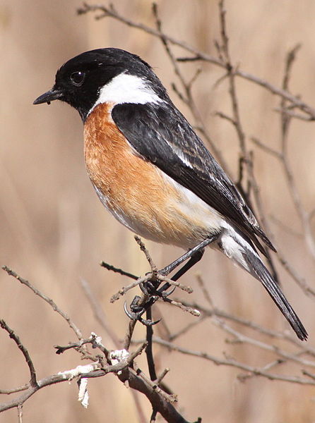 African Stonechat (Saxicola torquatus) ©WikiC