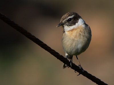 Canary Islands Stonechat (Saxicola dacotiae) ©WikiC