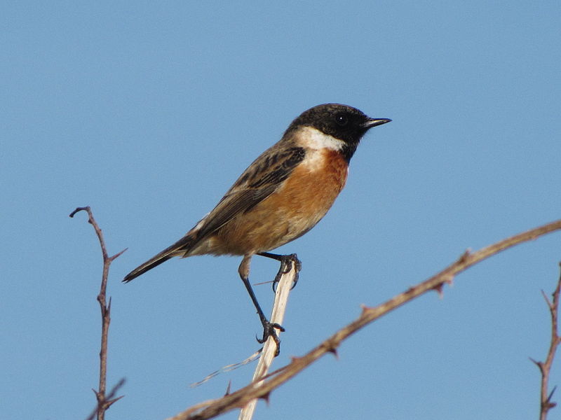 European Stonechat (Saxicola rubicola) ©WikiC