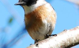 Avian And Attributes –&nbsp;Reunion