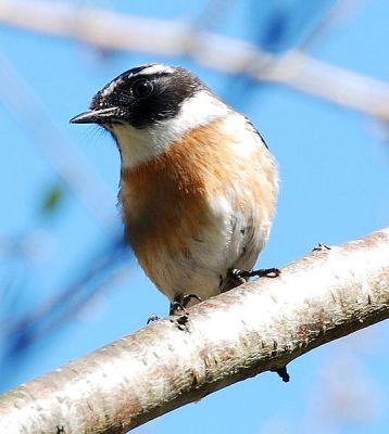 Reunion Stonechat (Saxicola tectes) ©WikiC