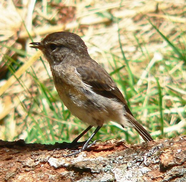 Reunion Stonechat (Saxicola tectes) Female ©WikiC