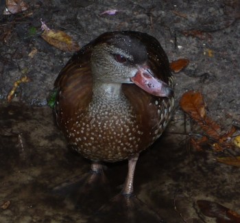 Spotted Whistling Duck by Lee at LPZ Cropped