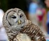 Northern Barred Owl (Strix varia) LPZ by Dan 2014