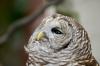 Northern Barred Owl (Strix varia) LPZ by Dan 2014