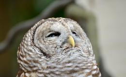 Poor Old Mr. Owl’s&nbsp;Toothache