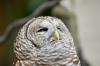 Northern Barred Owl (Strix varia) LPZ by Dan 2014