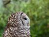 Northern Barred Owl (Strix varia) LPZ by Lee 2014