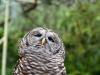 Northern Barred Owl (Strix varia) LPZ by Lee 2014