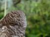 Northern Barred Owl (Strix varia) LPZ by Lee 2014