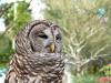Northern Barred Owl (Strix varia) LPZ by Lee 2014