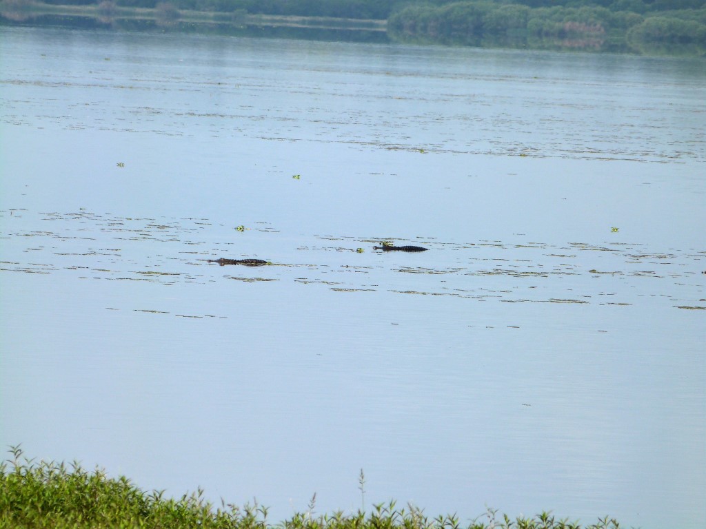 Alligators at Myaka River StPk by Lee (12)