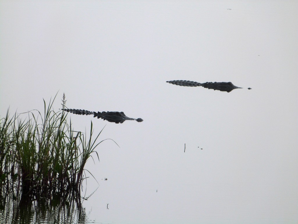 Alligators at Myaka River StPk by Lee (2)