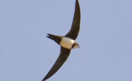 Birds of the Bible – Alpine&nbsp;Swifts