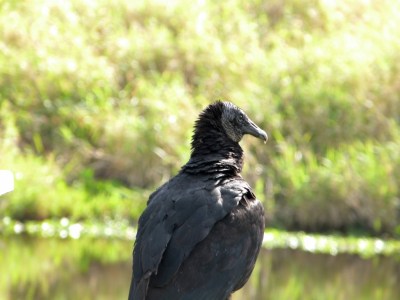 Black Vulture by Lee Myakka SP