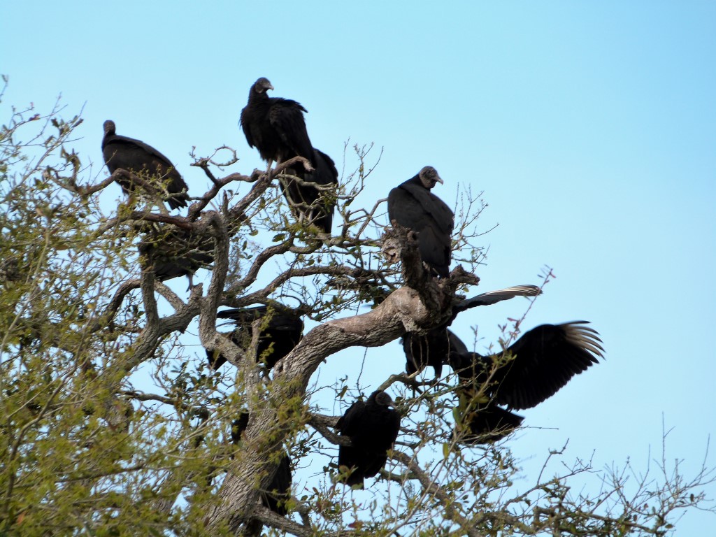 Black Vulture Tree by Lee Myakka SP