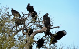 Birds of the Bible – Jeremiah&nbsp;19:7