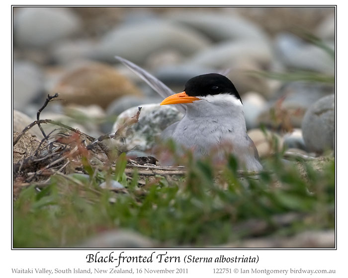 Black-fronted Tern (Chlidonias albostriatus) by Ian