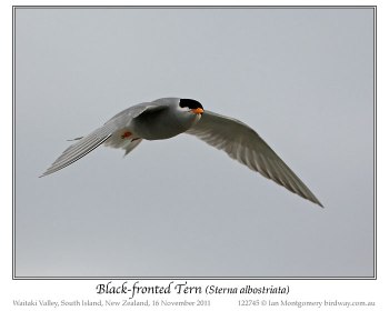 Black-fronted Tern (Chlidonias albostriatus) by Ian