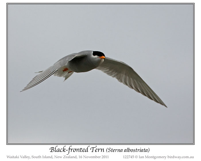 Black-fronted Tern (Chlidonias albostriatus) by Ian