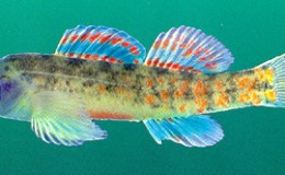 Interesting Things – The Master&nbsp;Artist