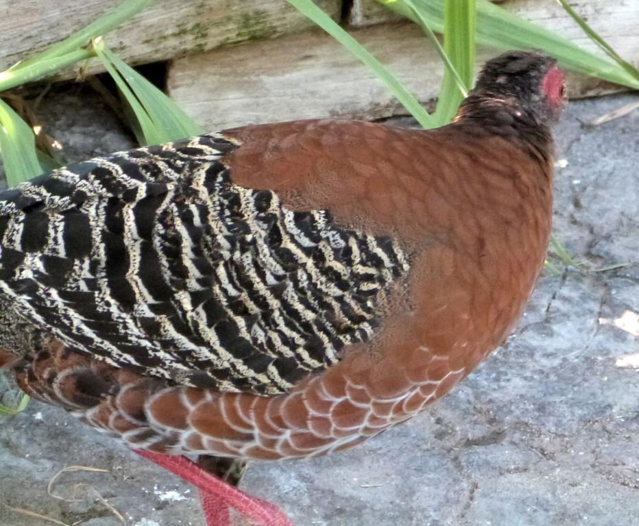 Siamese Fireback (Lophura diardi) female by Lee ZM