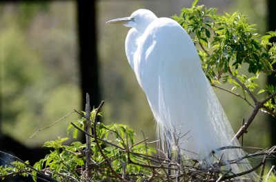 Great Egret at Gatorland by Dan