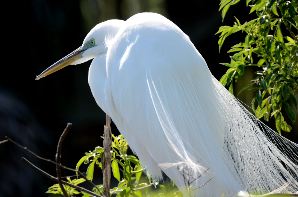 Great Egret at Gatorland by Dan