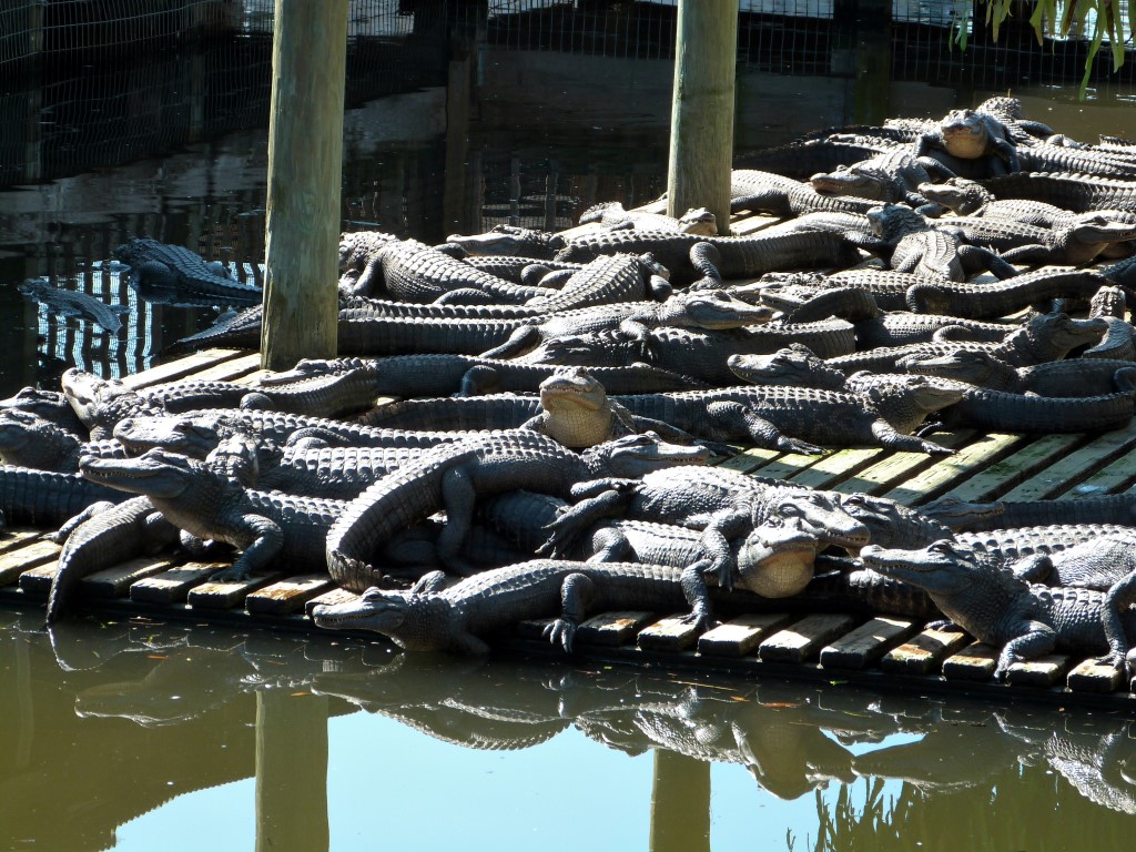 Gatorland – March 2014 ~ I | Lee's Birdwatching Adventures Plus