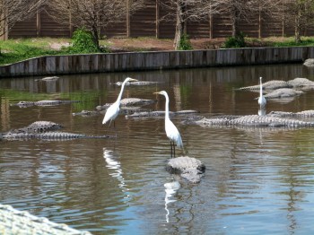 Gators at Gatorland - Great Egrets catching a ride