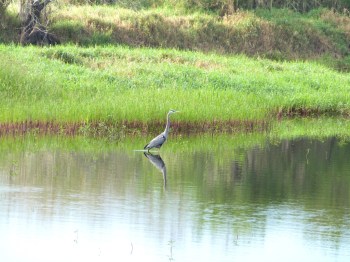Great Blue Heron  by Lee Myakka SP