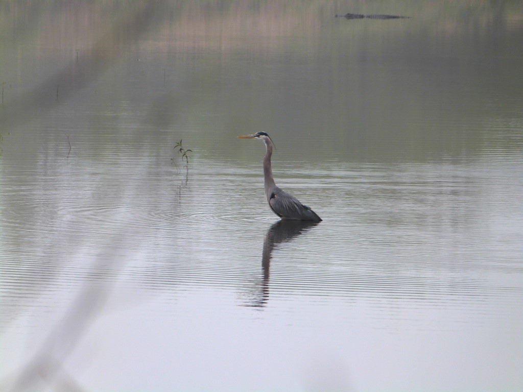 Great Blue Heron with alligator in background in the fog Northern Parula ID shot by Lee Myakka SP