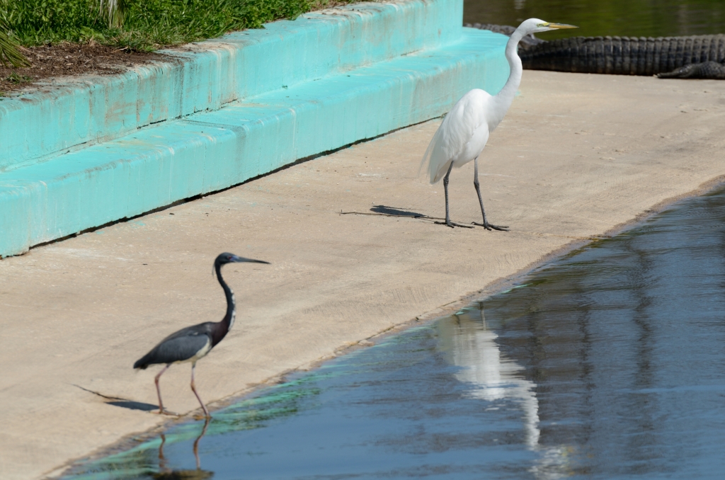 Great Egret at Gatorland by Dan
